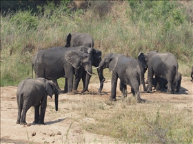 Kruger NP